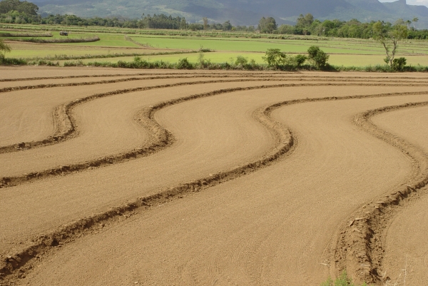 Lavoura de arroz encolhe em Cachoeira do Sul