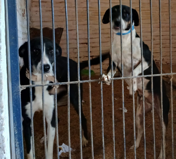 Feira de adoção acontece nesta quarta-feira na Praça Honorato