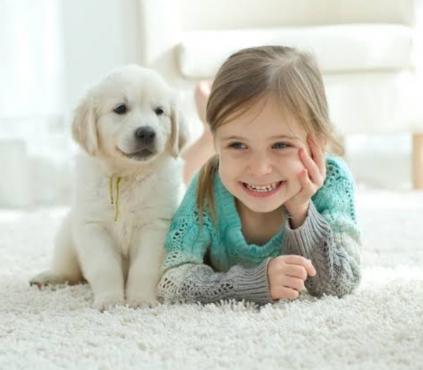 Qual raça de cão combina mais com as crianças? 