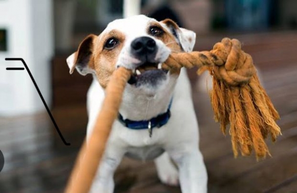 5 brincadeiras para estimular seu pet nos dias mais frios