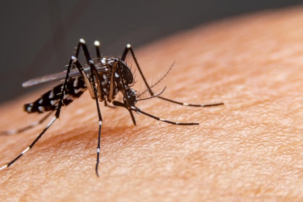 Saúde registra 89 casos de dengue em uma semana em Cachoeira do Sul