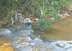 Situação do Arroio Amorim já preocupa