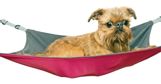 POR QUE SEU CÃO PRECISA DE VÁRIAS CAMINHAS