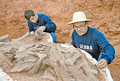 Ulbra descobre novo fóssil
