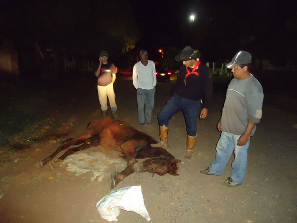 Cavalo sofre maus tratos no Bairro Bom Retiro