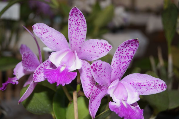 Todo colorido das orquídeas