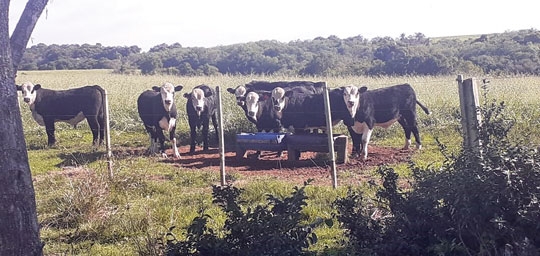 Pecuária de fundamento