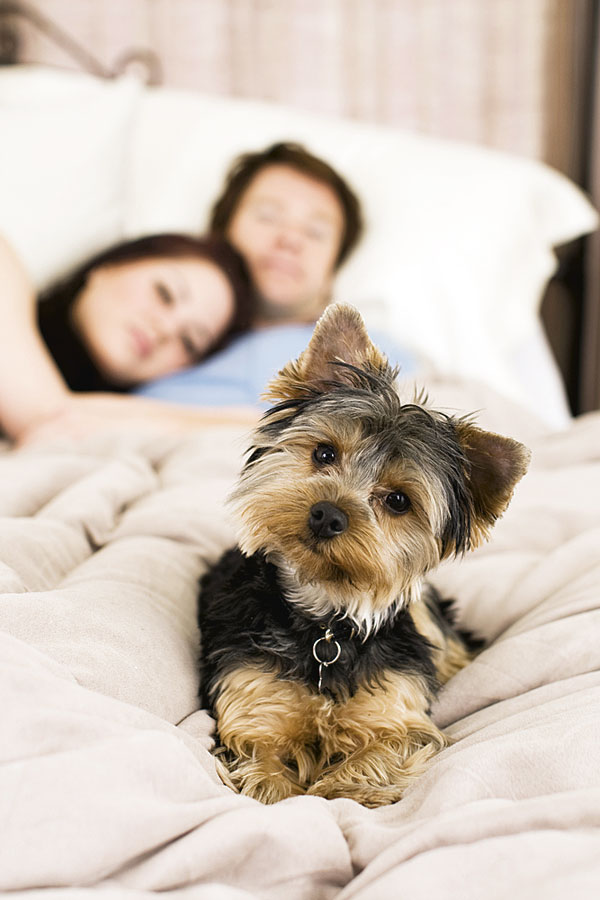 Você dorme com seu animal de estimação?