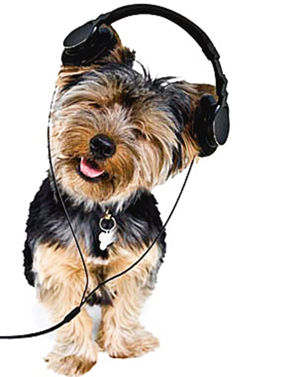 Musicoterapia  para animais