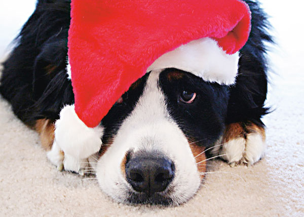 Você já fez a sua  boa ação do ano?