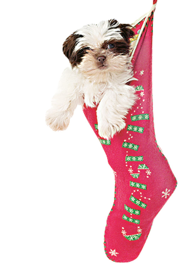 Fim de ano pede cuidado com o seu pet!