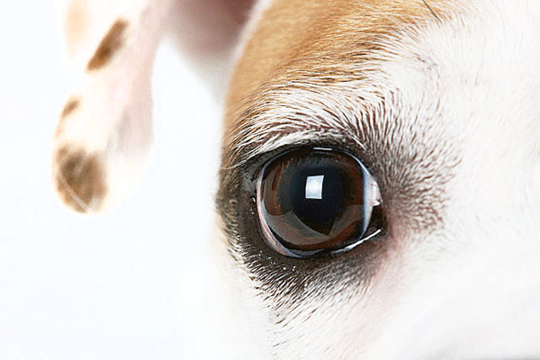 Fique atento aos olhos do seu amigo!