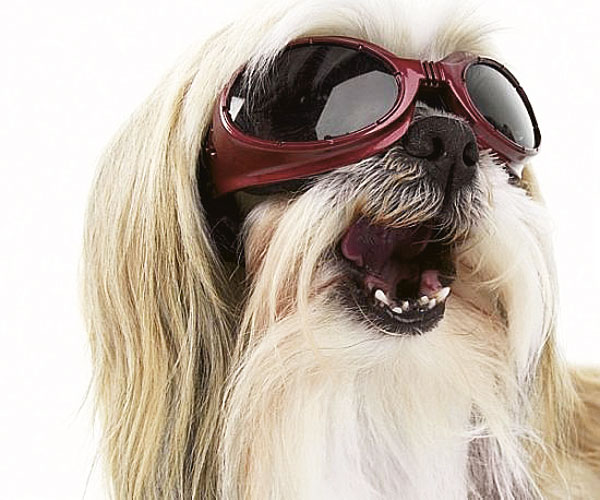 Viajando com o seu cão!