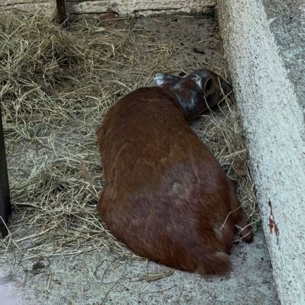 Fêmea de veado não resiste aos ferimentos do ataque ao Zoo