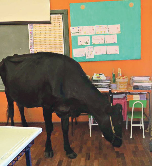 Hoje a vaca veio na aula