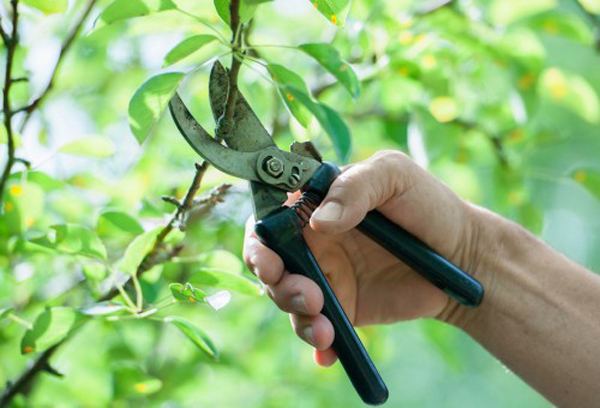 É tempo de podar árvores frutíferas