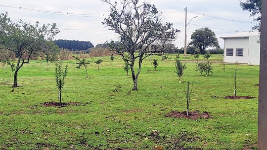 UFSM arborizada