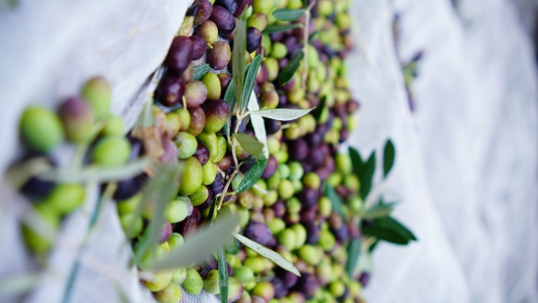 Final de semana de gastronomia e cultura na 4ª Festa Nacional do Azeite de Oliva de Caçapava do Sul