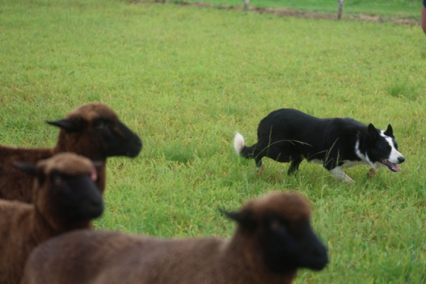 Cães de pastoreio serão atração nesta sexta-feira e sábado na 26ª Fenarroz