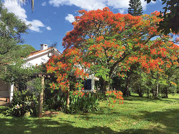 JACARANDÁS FLORIDOS