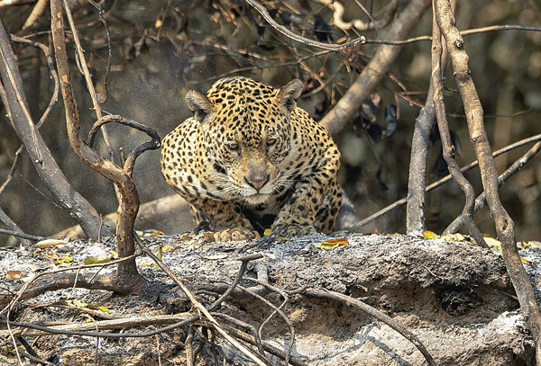 Fogo ameaça o pantanal