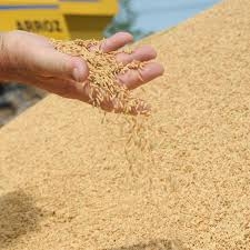 Cachoeira é o 12º produtor de arroz do RS