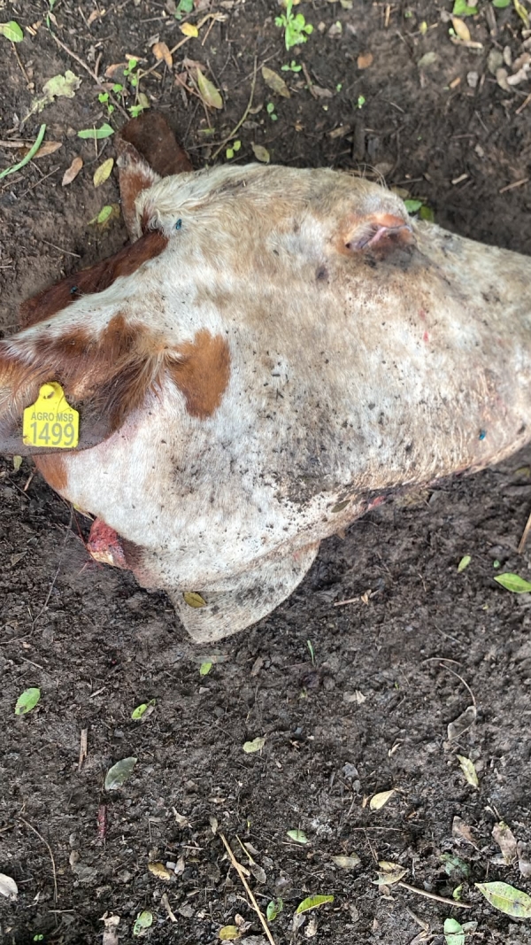 Novilha é carneada por abigeatários na Sanga Funda