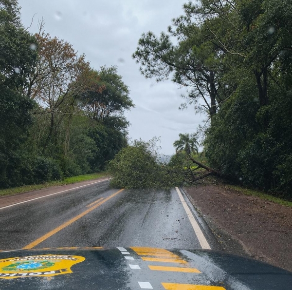 PRF registra queda de árvore na BR 290