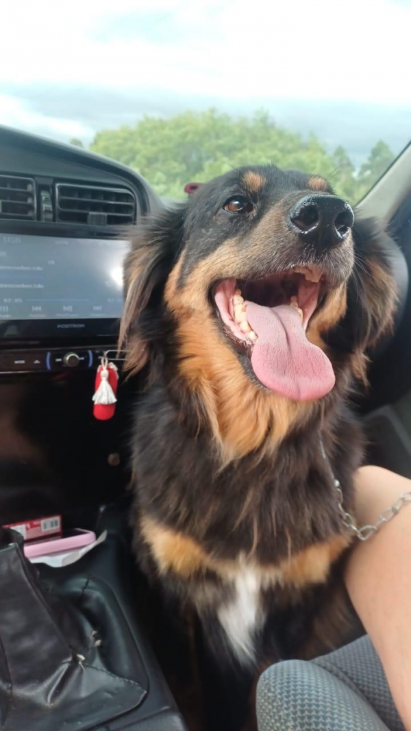 Moradora do Bairro Santa Helena procura cachorra desaparecida 