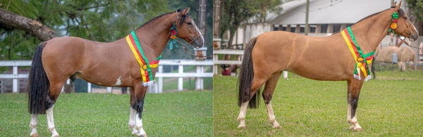 Ramada da Quinta e Las Gurizas Guapo são campeões em Cachoeira