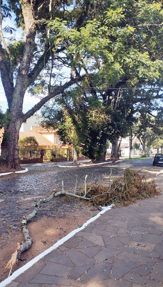 Queda de galhos na Rua Ernesto Alves