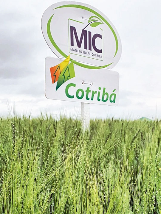 Cooperativa Agrícola Mista General Osório (Cotribá)
