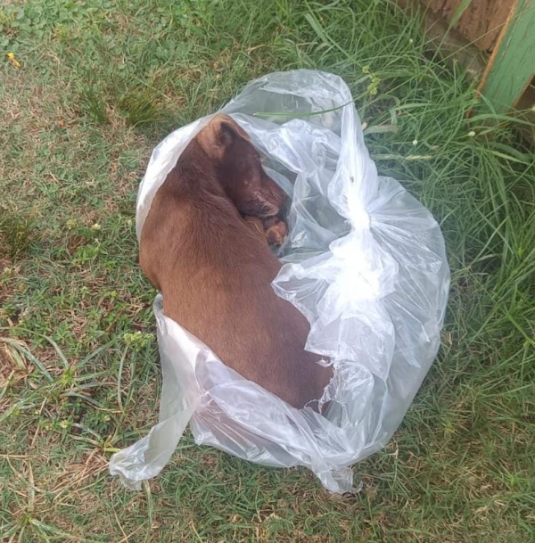 Cães e gato morrem após ganharem comida de morador no Alto do Amorim 