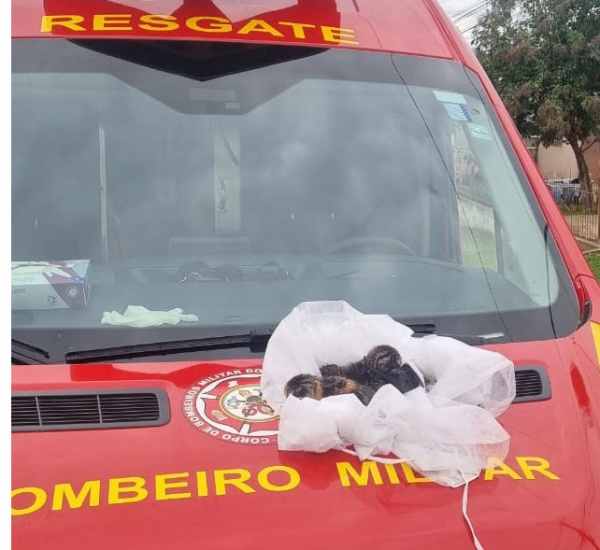Gatos são salvos em bueiro pelo Corpo de Bombeiros
