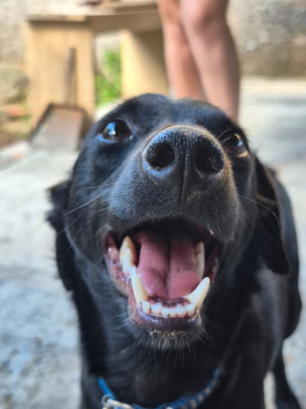 ONG AME organiza caminhada contra maus-tratos animais neste sábado