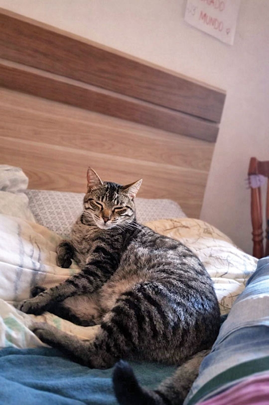 Morador procura gato desaparecido