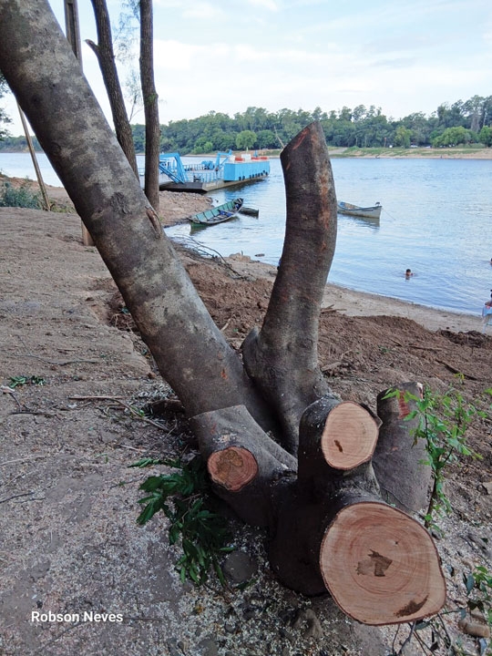 Árvores são removidas para operação da balsa na Moron