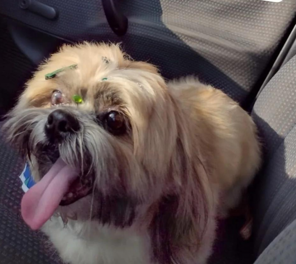  Família procura shih-tzu desaparecido no Bairro Noêmia 