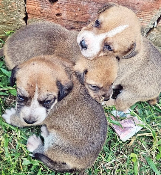 Suspeito de jogar filhotes fora é preso