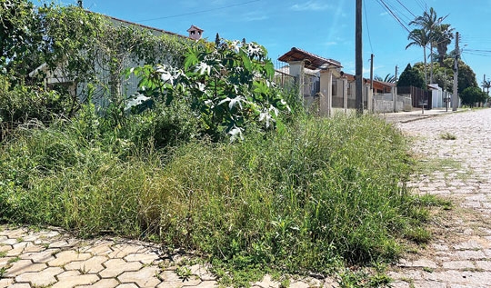 Mato em terreno baldio incomoda na Vila Verde
