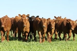 Feira de Terneiros ficou para outubro em Cachoeira do Sul