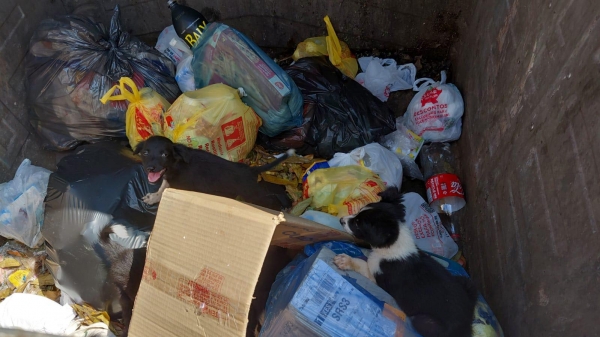 Cães filhotes são resgatados após serem descartados em contêiner