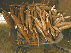 Mandioca é o terceiro produto agrícola