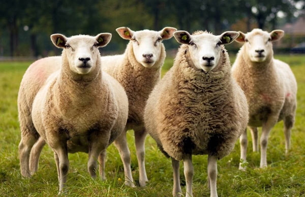 Final de semana será das ovelhas em Cachoeira do Sul