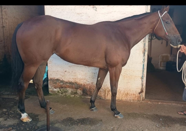 Domingo de cancha reta no Hipódromo do Amorim