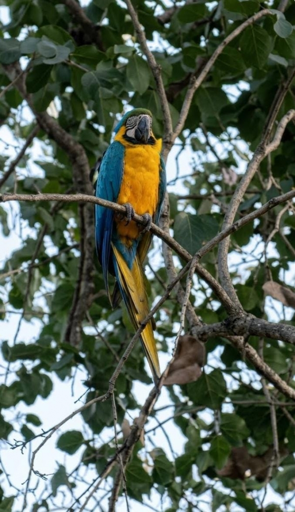 Capturada arara que escapou do zoológico de Cachoeira 
