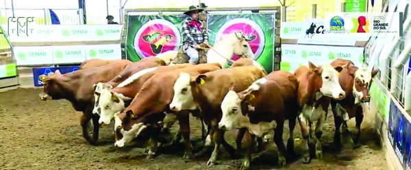 Feira de Terneiros vende tudo na arrancada da Feapec
