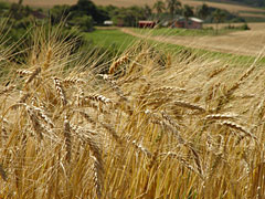 Cadeia do trigo contra importação