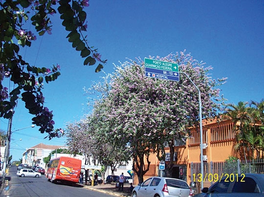 Arboricídio