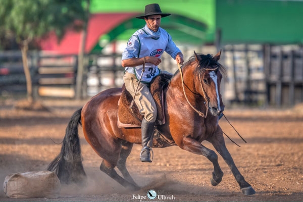 Raul Lima com quatro animais na final do Freio de Ouro